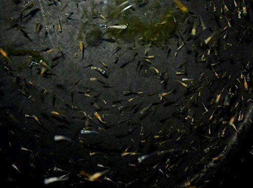 めだか稚魚 ミックスメダカの産んだ稚魚 無選別30匹 2日かかる地域の方 九州 北海道 沖縄県 離れ島 は発送不可 めだか 売買されたオークション情報 Yahooの商品情報をアーカイブ公開 オークファン Aucfan Com