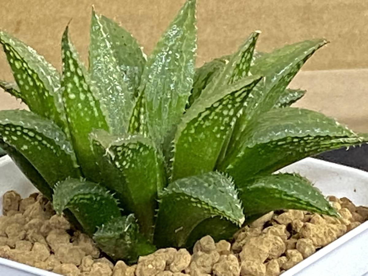 Conophytum pageae コノフィツム - PV1380B 0 (PV1380) #1439.01 Heads
