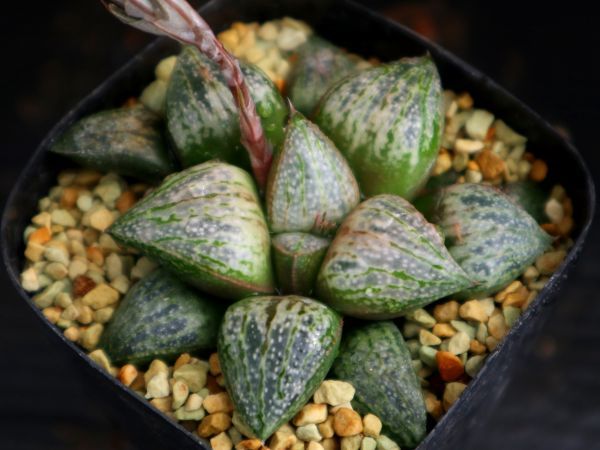 ハオルチア韓国苗　ピクタ実生中苗　多肉植物　ポコ多肉 ハオルチア ピクタ交配 新世界 実生苗 【公式通販】