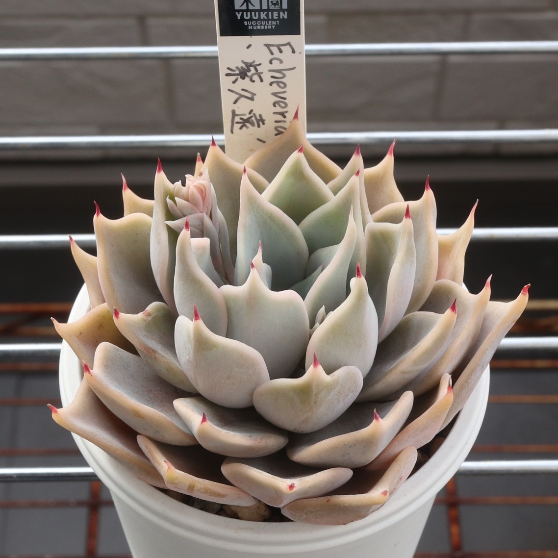 紫久遠 優木園さん苗 ※名札つき 多肉植物 エケベリア