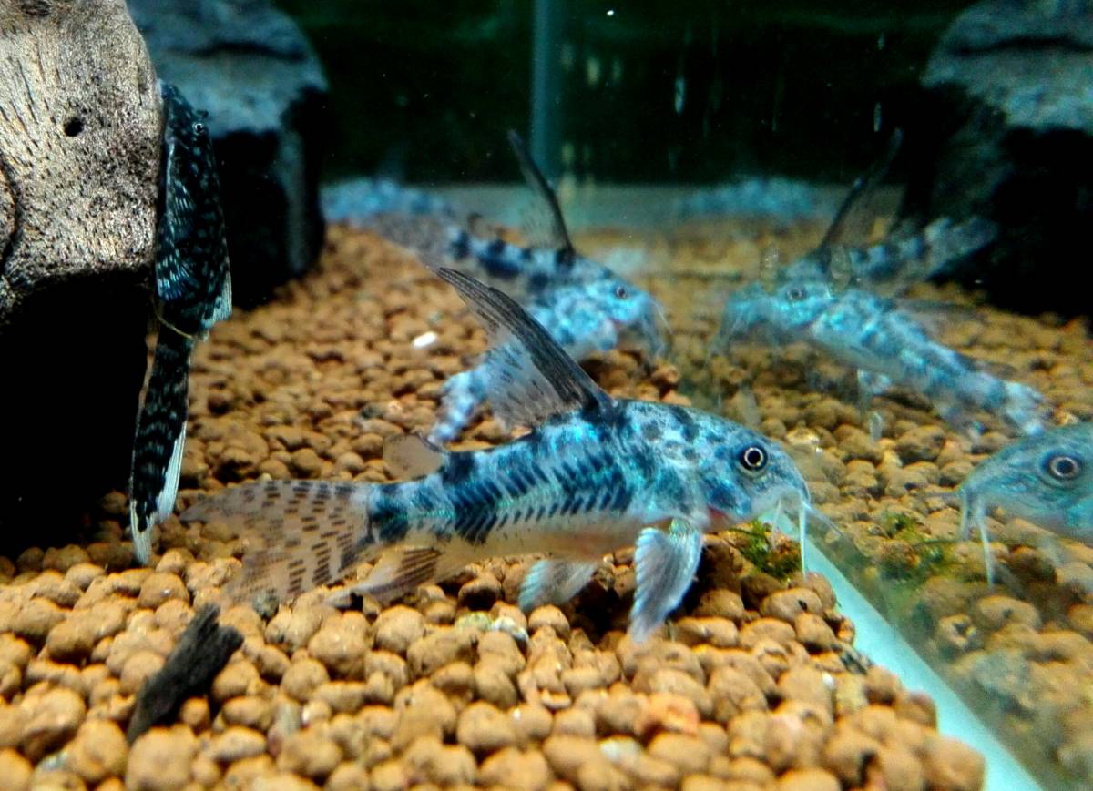 Oasisaqua久々入荷 ハイフィン青コリドラス Msサイズ 3匹セット コリドラス 売買されたオークション情報 Yahooの商品情報をアーカイブ公開 オークファン Aucfan Com