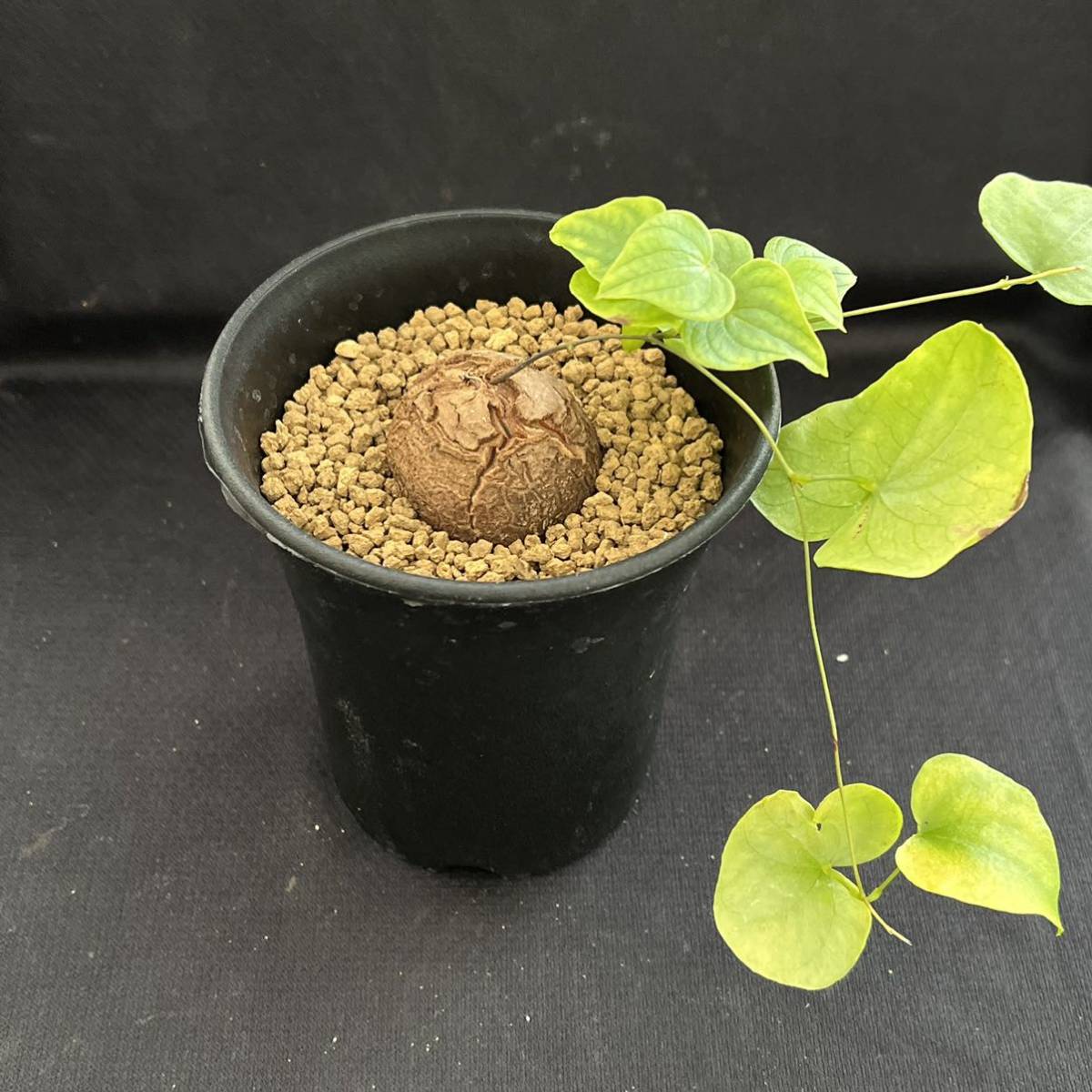 人気セール，限定SALE 奈研 サボテン 多肉植物 656 亀甲竜 Dioscorea Testudinaria elephantipes 塊根植物 コーデックス(サボテン)｜売買されたオークション情報、yahooの商品情報をアーカイブ公開 - オークファン サボテン