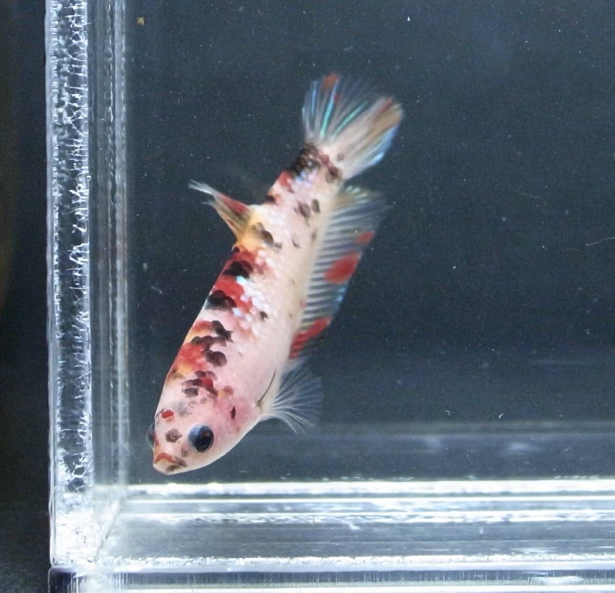 ベタ はいぽ工房 国産ベタ プラカット 鯉ベタ ファンシー キャンディギャラクシー メス 73 親写真あり ベタ 売買されたオークション情報 Yahooの商品情報をアーカイブ公開 オークファン Aucfan Com