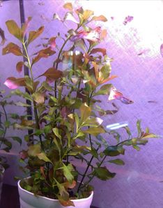 侘び草のヤフオク の相場 価格を見る ヤフオク の侘び草のオークション売買情報は7件が掲載されています