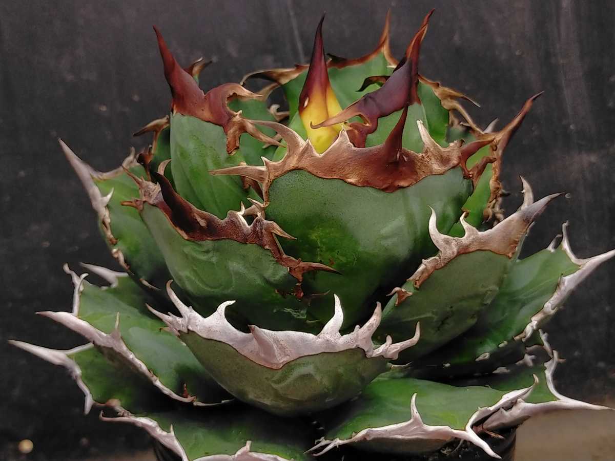 ブルドーザー チタノタ キズあり 多肉植物 アガベ 発根済み 