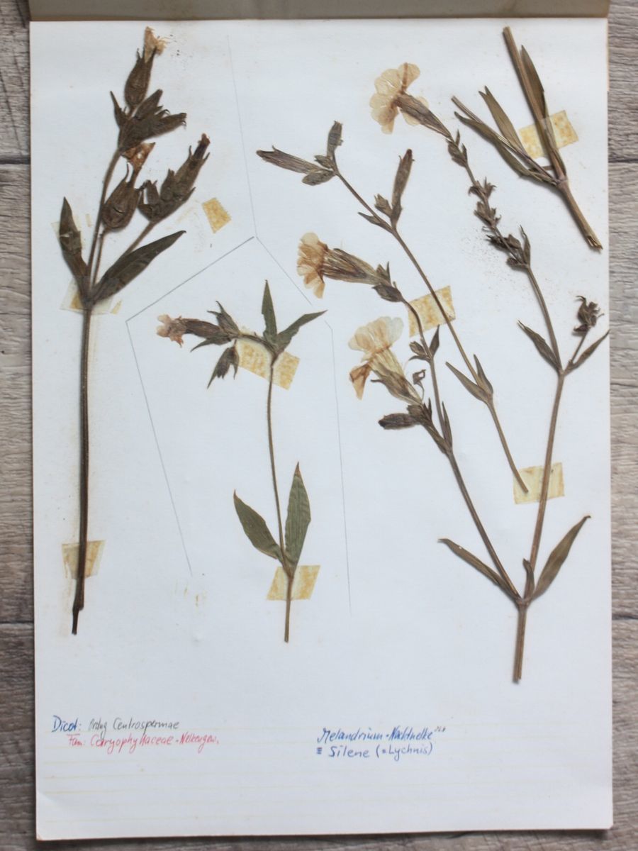 植物標本A ドイツアンティーク 押し花/ボタニカルハーバリウムドライ