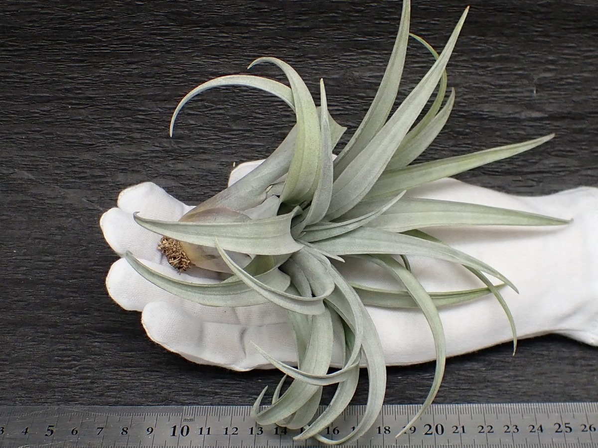 Tillandsia Capitata Yellow Star チランジア カピタータ イエロースター エアプランツep 第四種 税別1円 アナナス 売買されたオークション情報 Yahooの商品情報をアーカイブ公開 オークファン Aucfan Com