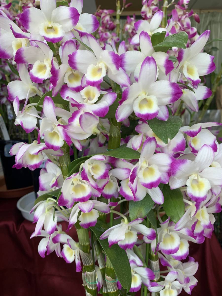 大量入荷 格安出品 デンドロビウム スプリングポエジー フェニックス E 定番カラーの 品種 デンドロビューム ラン 売買されたオークション情報 Yahooの商品情報をアーカイブ公開 オークファン Aucfan Com 大量入荷 格安出品 デンドロビウム スプリングポエジー フェニックス E 定番カラーの 品種 デンドロビューム ラン 売買されたオークション情報 Yahooの商品情報をアーカイブ公開 オークファン Aucfan Com