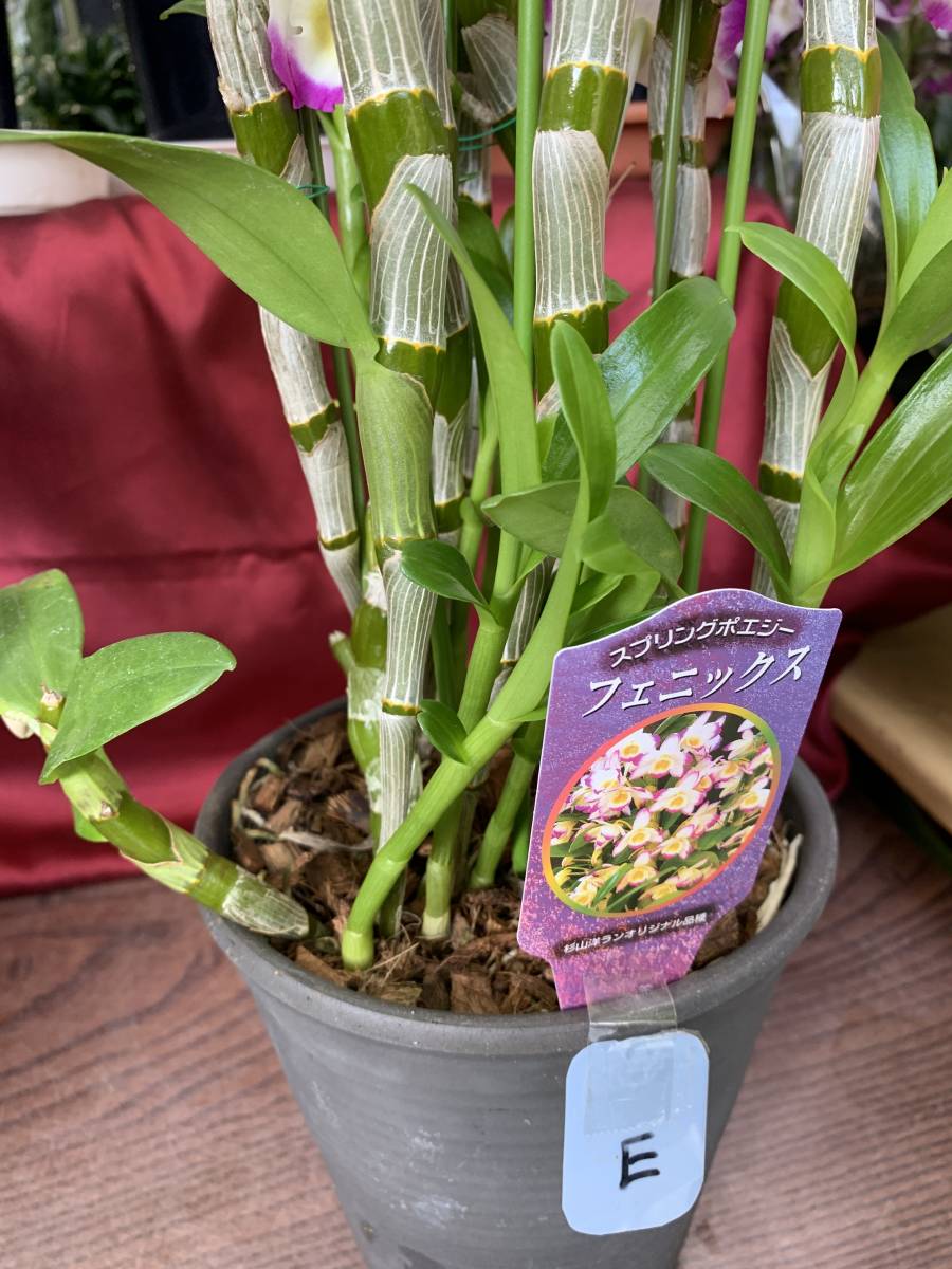 大量入荷 格安出品 デンドロビウム スプリングポエジー フェニックス E 定番カラーの 品種 デンドロビューム ラン 売買されたオークション情報 Yahooの商品情報をアーカイブ公開 オークファン Aucfan Com 大量入荷 格安出品 デンドロビウム スプリングポエジー フェニックス E 定番カラーの 品種 デンドロビューム ラン 売買されたオークション情報 Yahooの商品情報をアーカイブ公開 オークファン Aucfan Com