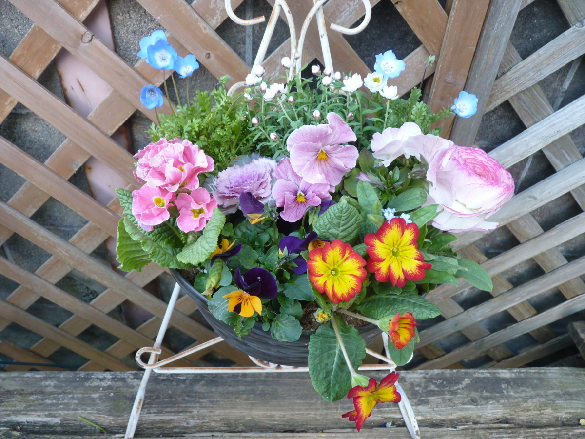 寄せ植えハンギング ネモフィラ 花かんざし ジュリアン ラナンキュラス ビオラ パンジー 同梱可能 花 売買されたオークション情報 Yahooの商品情報をアーカイブ公開 オークファン Aucfan Com