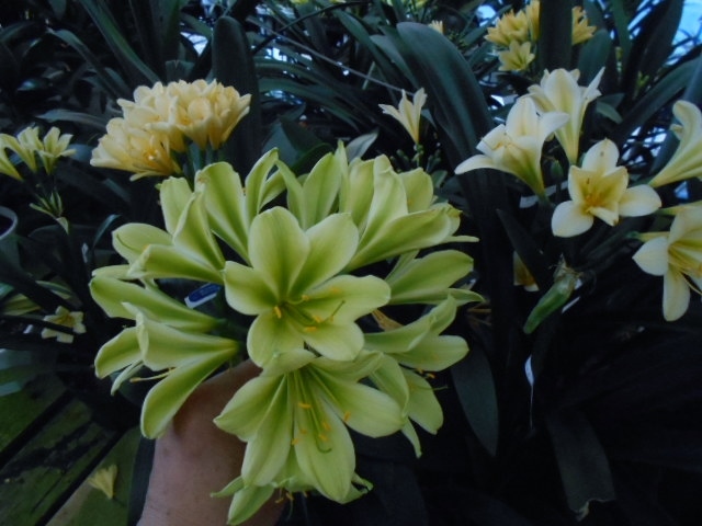 クンシラン 君子蘭 緑花 緑花 青軸 4枚葉 3号鉢 その他 売買されたオークション情報 Yahooの商品情報をアーカイブ公開 オークファン Aucfan Com