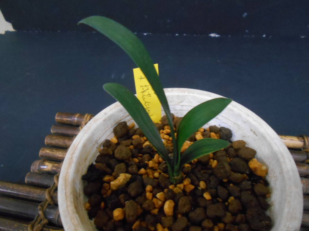クンシラン 君子蘭 緑花 緑花 青軸 4枚葉 3号鉢 その他 売買されたオークション情報 Yahooの商品情報をアーカイブ公開 オークファン Aucfan Com