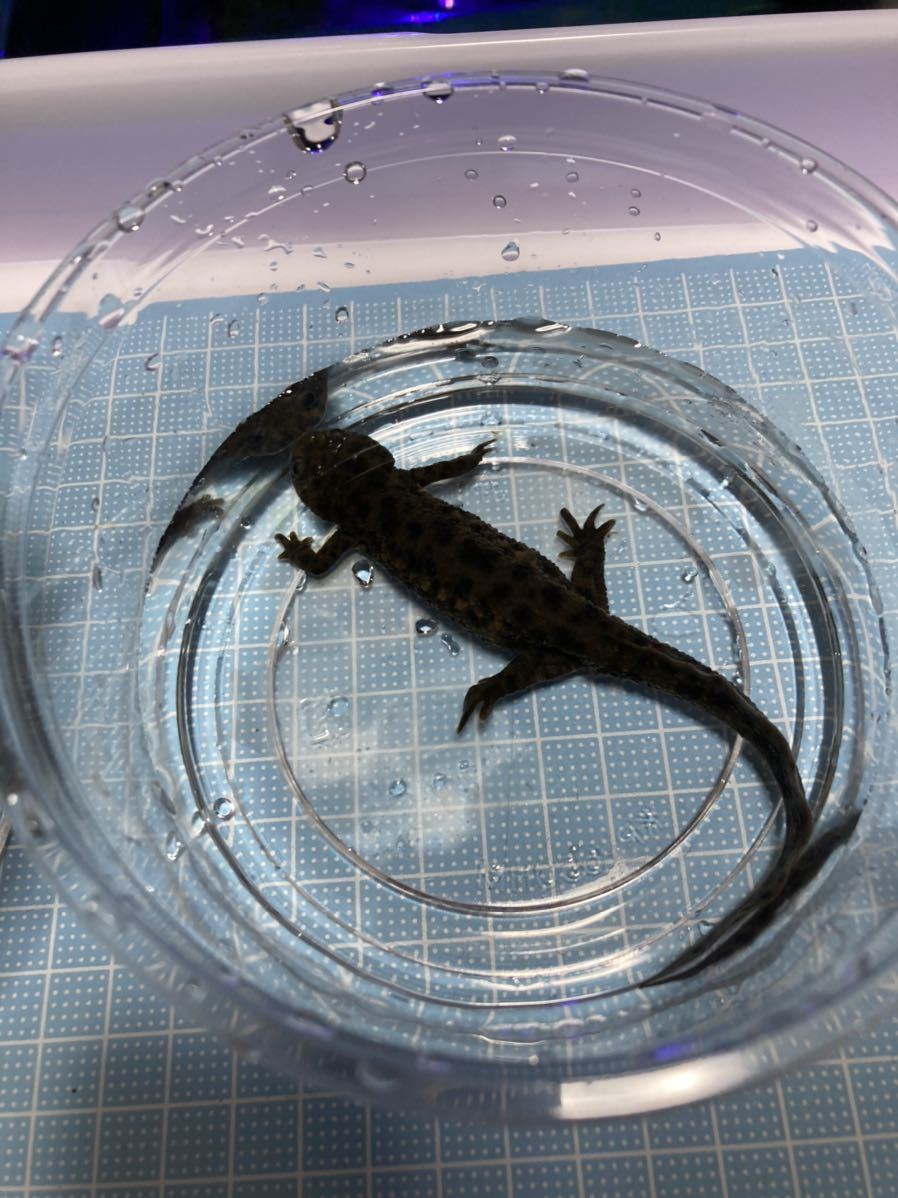 イベリアトゲイモリセット Odo Una Py