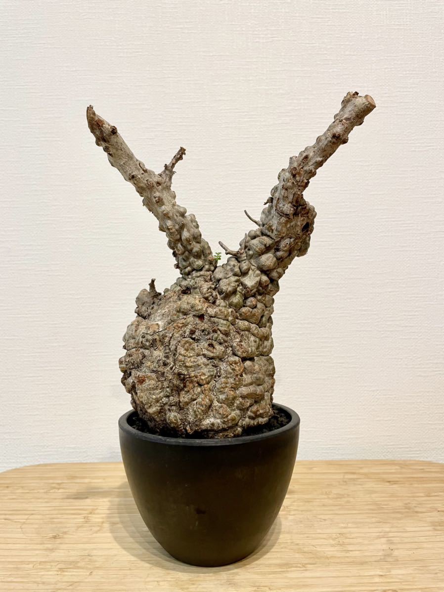 希少 発根済 コミフォラエイル コミフォラ オペルクリカリアパキプス