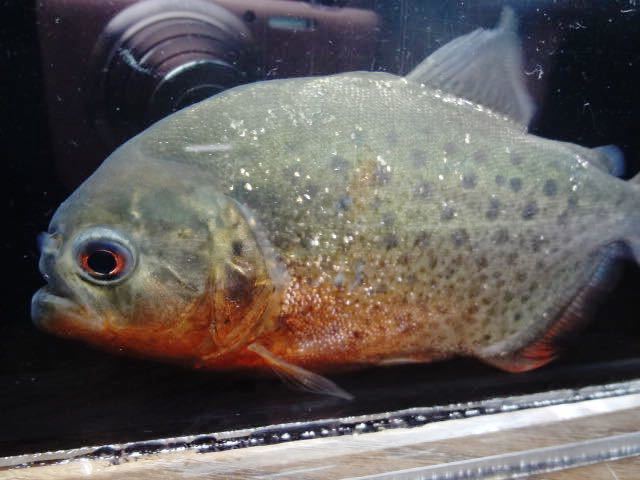 ピラニア ナッテリー ワイルド ブラジル マラジョー 12 5cm 画像個体 B カラシン 梱包無料 牙魚 ピラニアナッテリー 魚 水槽 肉食魚 その他 売買されたオークション情報 Yahooの商品情報をアーカイブ公開 オークファン Aucfan Com