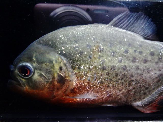 ピラニア ナッテリー ワイルド ブラジル マラジョー 12 5cm 画像個体 B カラシン 梱包無料 牙魚 ピラニアナッテリー 魚 水槽 肉食魚 その他 売買されたオークション情報 Yahooの商品情報をアーカイブ公開 オークファン Aucfan Com