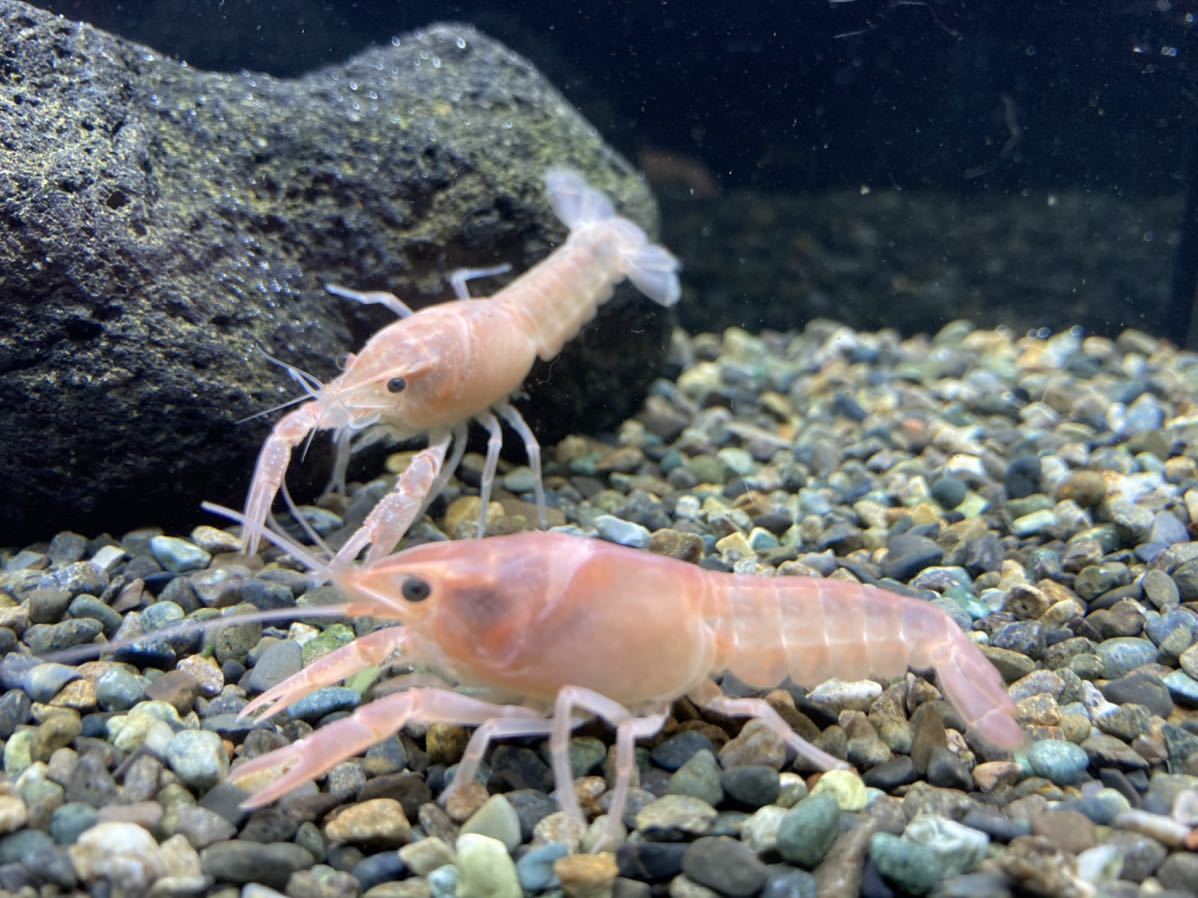 バレンタイン ピンク アメリカザリガニ 1ペア2匹 その他 売買されたオークション情報 Yahooの商品情報をアーカイブ公開 オークファン Aucfan Com