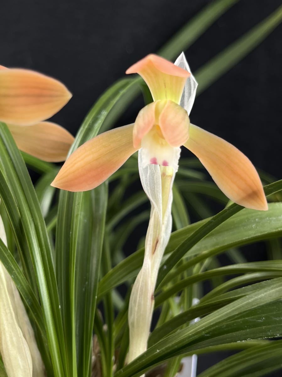 春蘭・寒蘭・韓国春蘭・日本春蘭赤花品種「紅貴」上木10篠花1