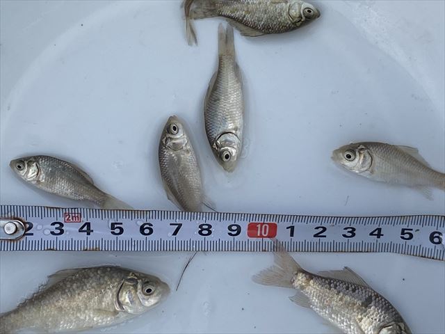Pure日本淡水 フナ ５匹 Sサイズ 初心者 飼育簡単 おすすめ川魚 小鮒 若魚 おすすめ 川魚 売買されたオークション情報 Yahooの商品情報をアーカイブ公開 オークファン Aucfan Com