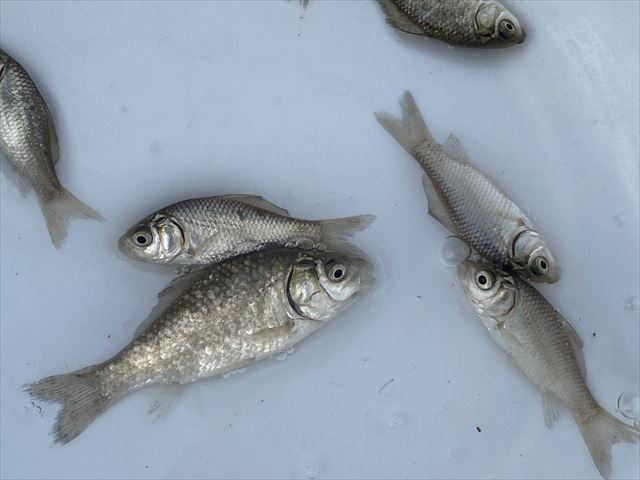 Pure日本淡水 フナ ５匹 Sサイズ 初心者 飼育簡単 おすすめ川魚 小鮒 若魚 おすすめ 川魚 売買されたオークション情報 Yahooの商品情報をアーカイブ公開 オークファン Aucfan Com