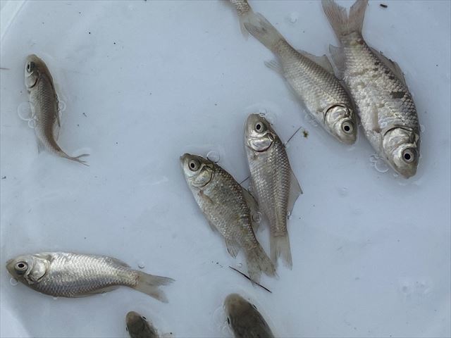 Pure日本淡水 フナ ５匹 Sサイズ 初心者 飼育簡単 おすすめ川魚 小鮒 若魚 おすすめ 川魚 売買されたオークション情報 Yahooの商品情報をアーカイブ公開 オークファン Aucfan Com
