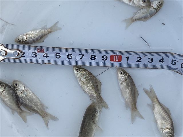 Pure日本淡水 フナ ５匹 Sサイズ 初心者 飼育簡単 おすすめ川魚 小鮒 若魚 おすすめ 川魚 売買されたオークション情報 Yahooの商品情報をアーカイブ公開 オークファン Aucfan Com