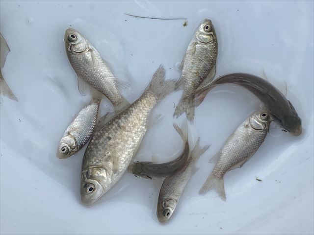 Pure日本淡水 フナ ５匹 Sサイズ 初心者 飼育簡単 おすすめ川魚 小鮒 若魚 おすすめ 川魚 売買されたオークション情報 Yahooの商品情報をアーカイブ公開 オークファン Aucfan Com