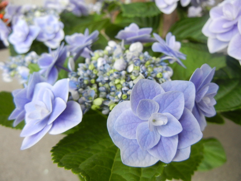 ミクリン様専用 紫陽花 女神降臨 ティンカーベル 5号 3鉢セット Zhivkorm By