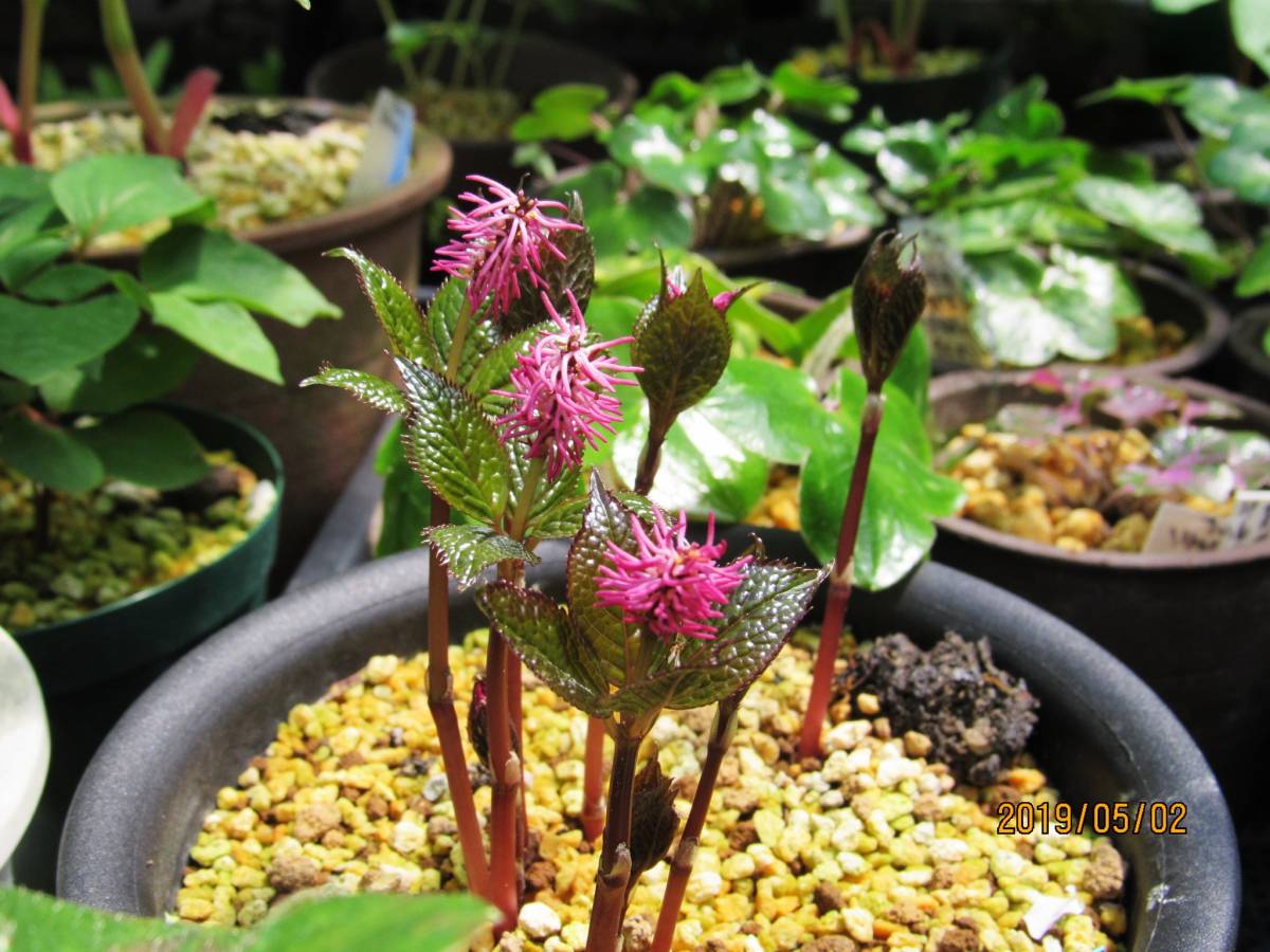 山野草 花 一人静 岩手県産 濃紅花ヒトリシズカ 芽多数 特選株 その他 売買されたオークション情報 Yahooの商品情報をアーカイブ公開 オークファン Aucfan Com