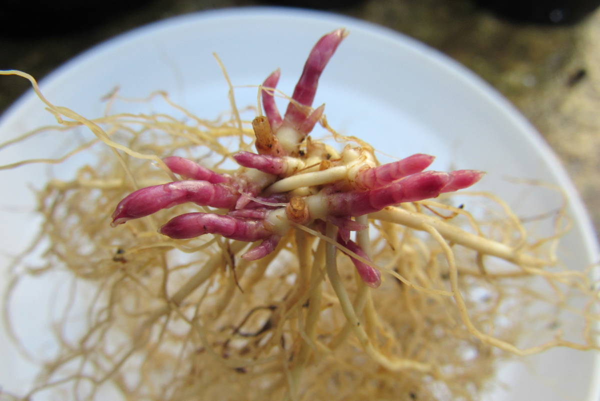 山野草 花 一人静 岩手県産 濃紅花ヒトリシズカ 芽多数 特選株 その他 売買されたオークション情報 Yahooの商品情報をアーカイブ公開 オークファン Aucfan Com