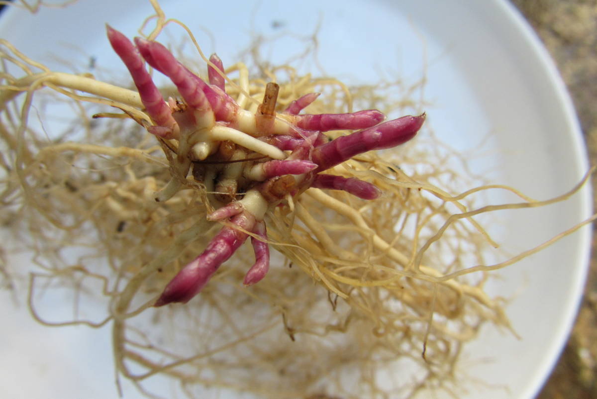 山野草 花 一人静 岩手県産 濃紅花ヒトリシズカ 芽多数 特選株 その他 売買されたオークション情報 Yahooの商品情報をアーカイブ公開 オークファン Aucfan Com