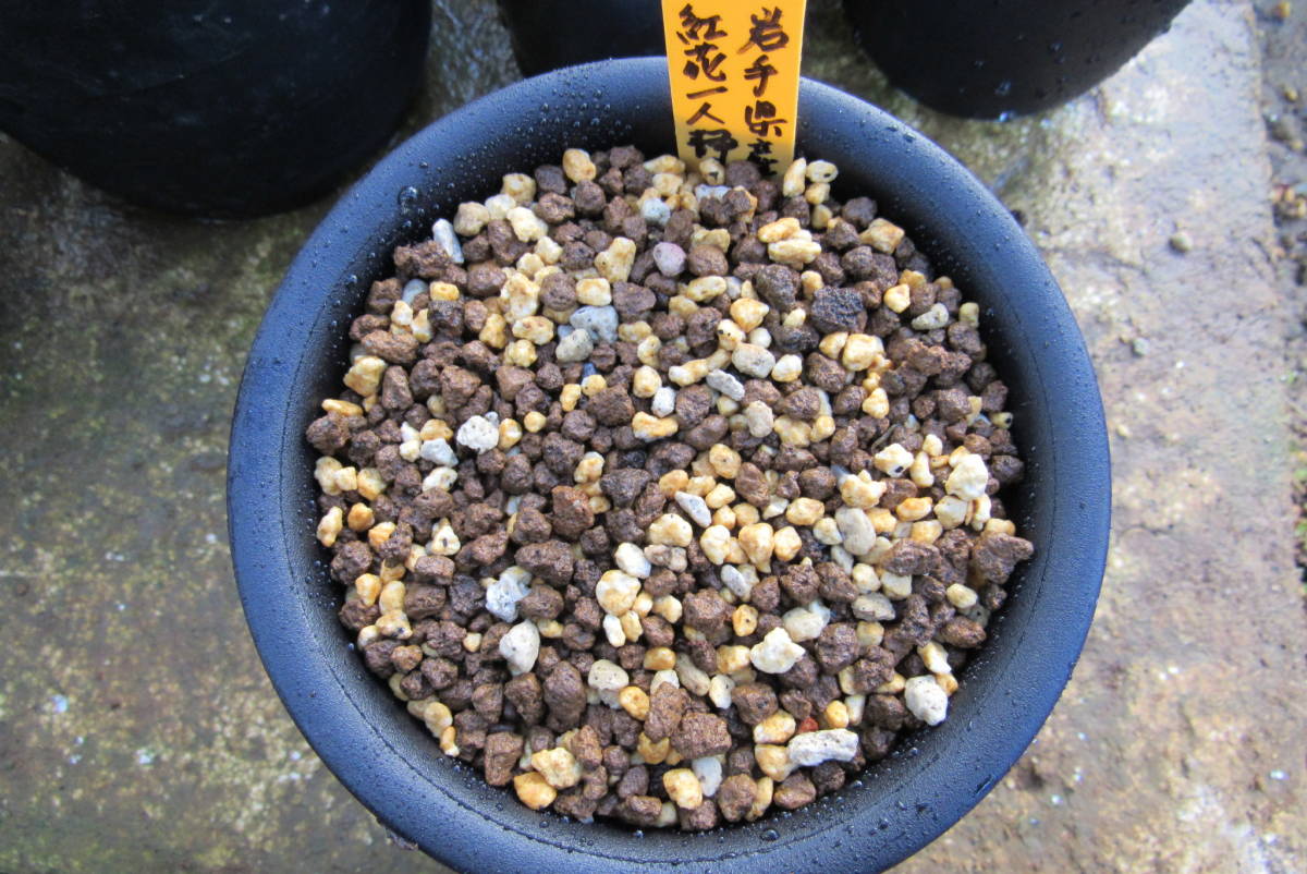 山野草 花 一人静 岩手県産 濃紅花ヒトリシズカ 芽多数 特選株 その他 売買されたオークション情報 Yahooの商品情報をアーカイブ公開 オークファン Aucfan Com