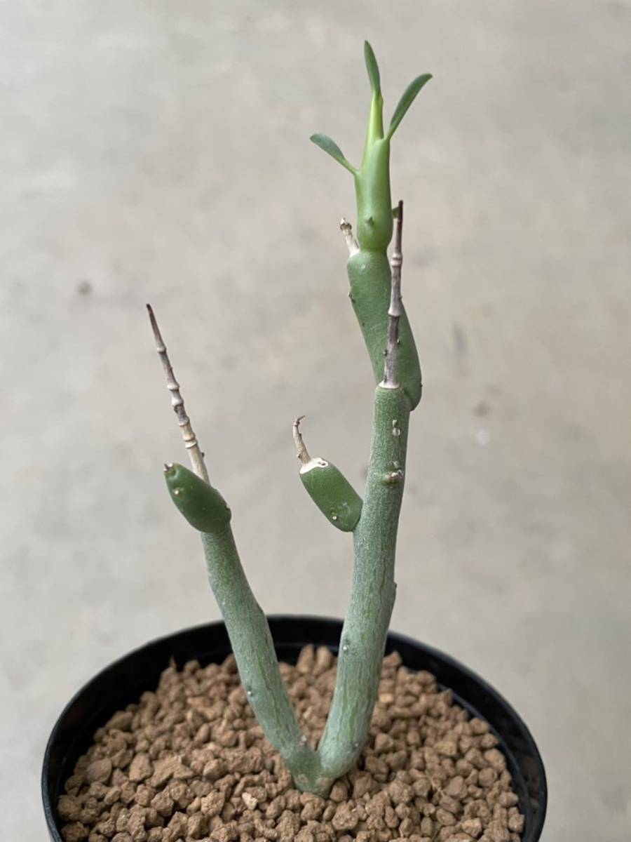 良形】Euphorbia lignosa / ユーフォルビア リグノーサ 大株Euphorbia