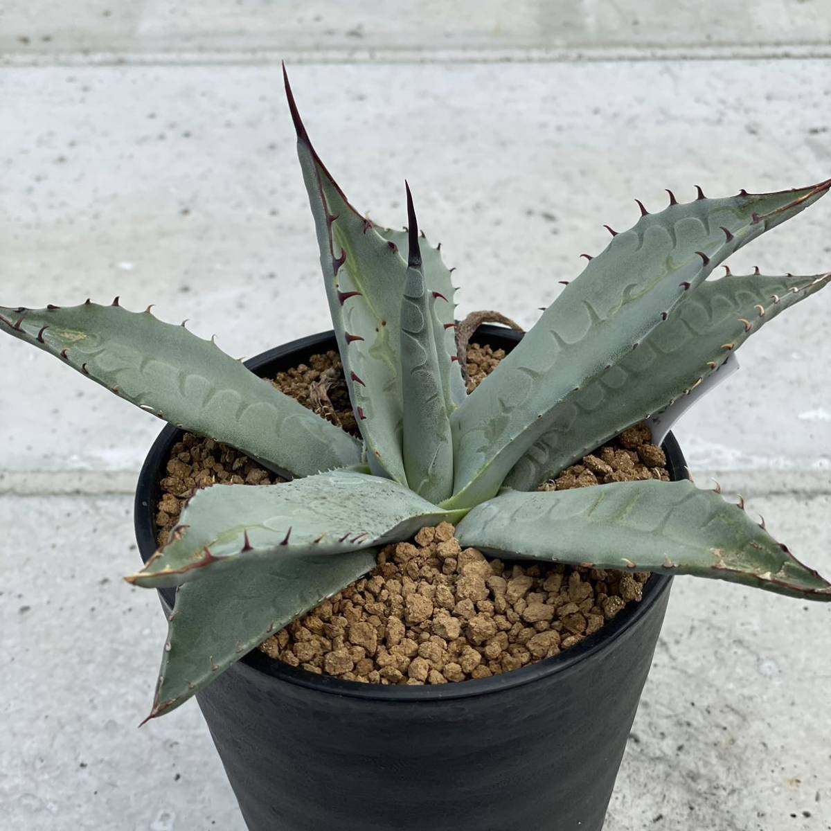 アガベ agave Ferox Green Goblet グリーンゴブレット 【公式通販】