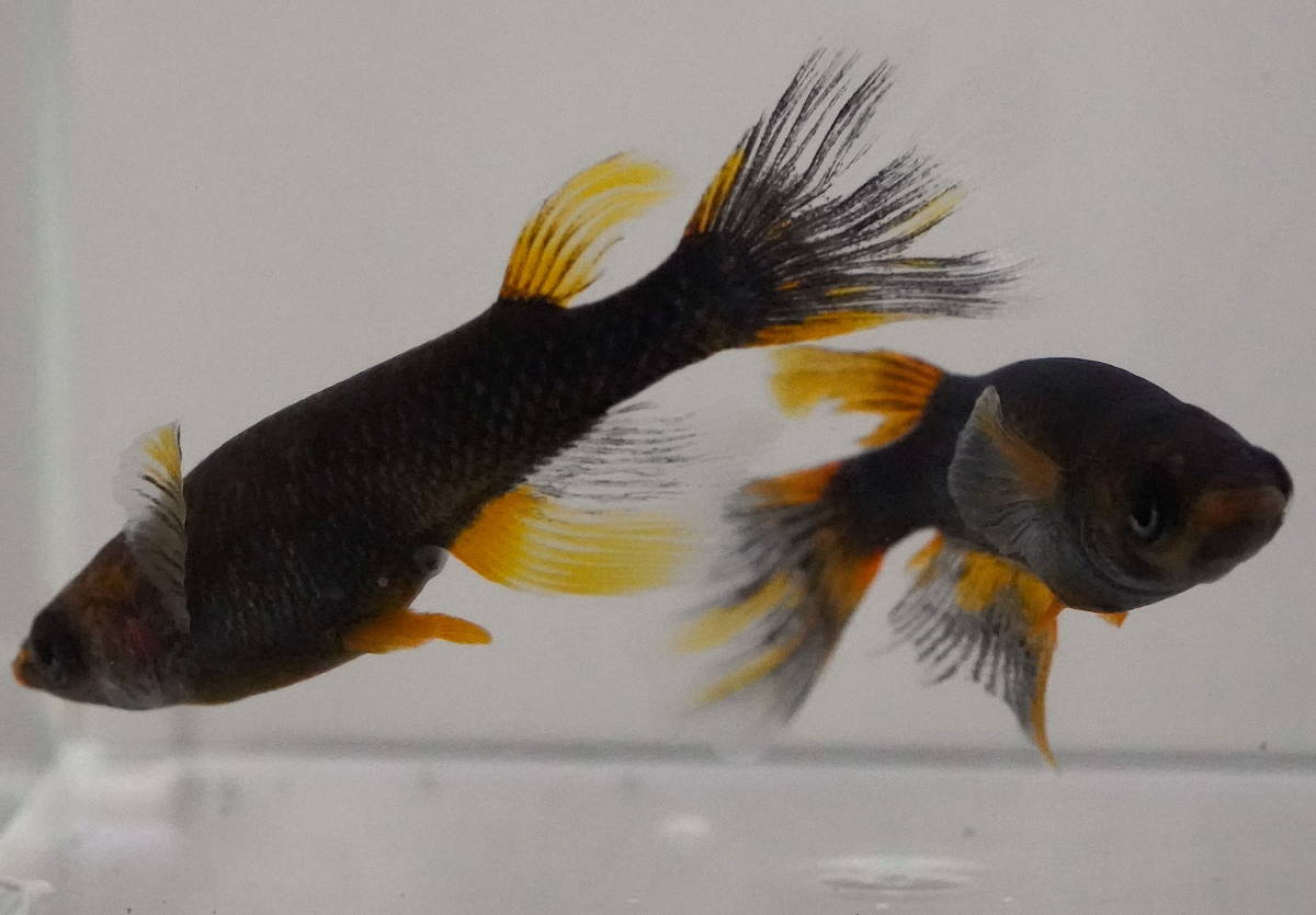 和の国めだか 】 現物出品 極上 炎獄 1ペア（約3 ～ 4cm） 検索用