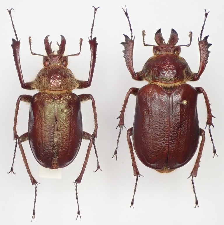 エクアドル産 リンデンシワバネクワガタ Sphaenognathus lindeni ペア