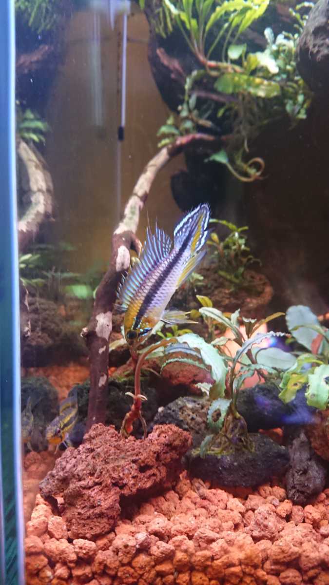 熱帯魚】【アピストグラマ アガシジィ】【ワイルド パウザウ産】【稚魚 