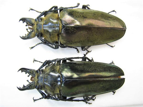 特大 タテヅノクワガタモドキ ♂82.3㎜A-+♀77.5㎜A- ベトナム 標本 標本】大型 タテヅノクワガタモドキ（ベトナム北部YanBai）♂70.9ミリ+
