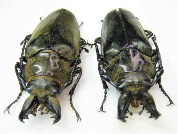 標本】大型 タテヅノクワガタモドキ（ベトナム北部YanBai）♂70.9ミリ+