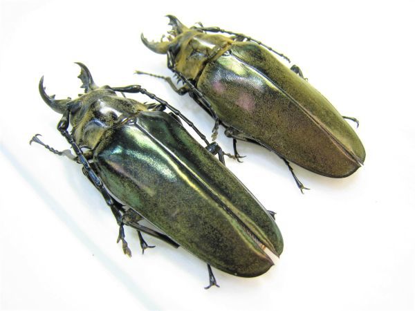 標本】大型 タテヅノクワガタモドキ（ベトナム北部YanBai）♂70.9ミリ+