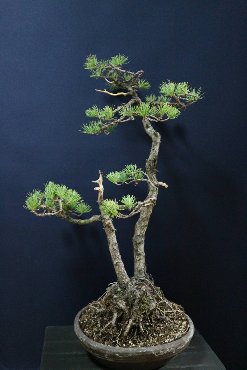 盆栽　五葉松　樹高66cm 盆栽 五葉松 樹高66cm 【公式通販】