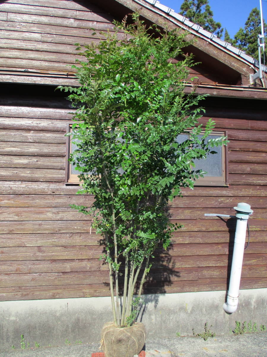 8 31迄 耐寒性シマトネリコ株立ち シンボルツリーに 早いもの勝ち 激安即決 超極上品 ｈ2 5m 即出荷 激安即決