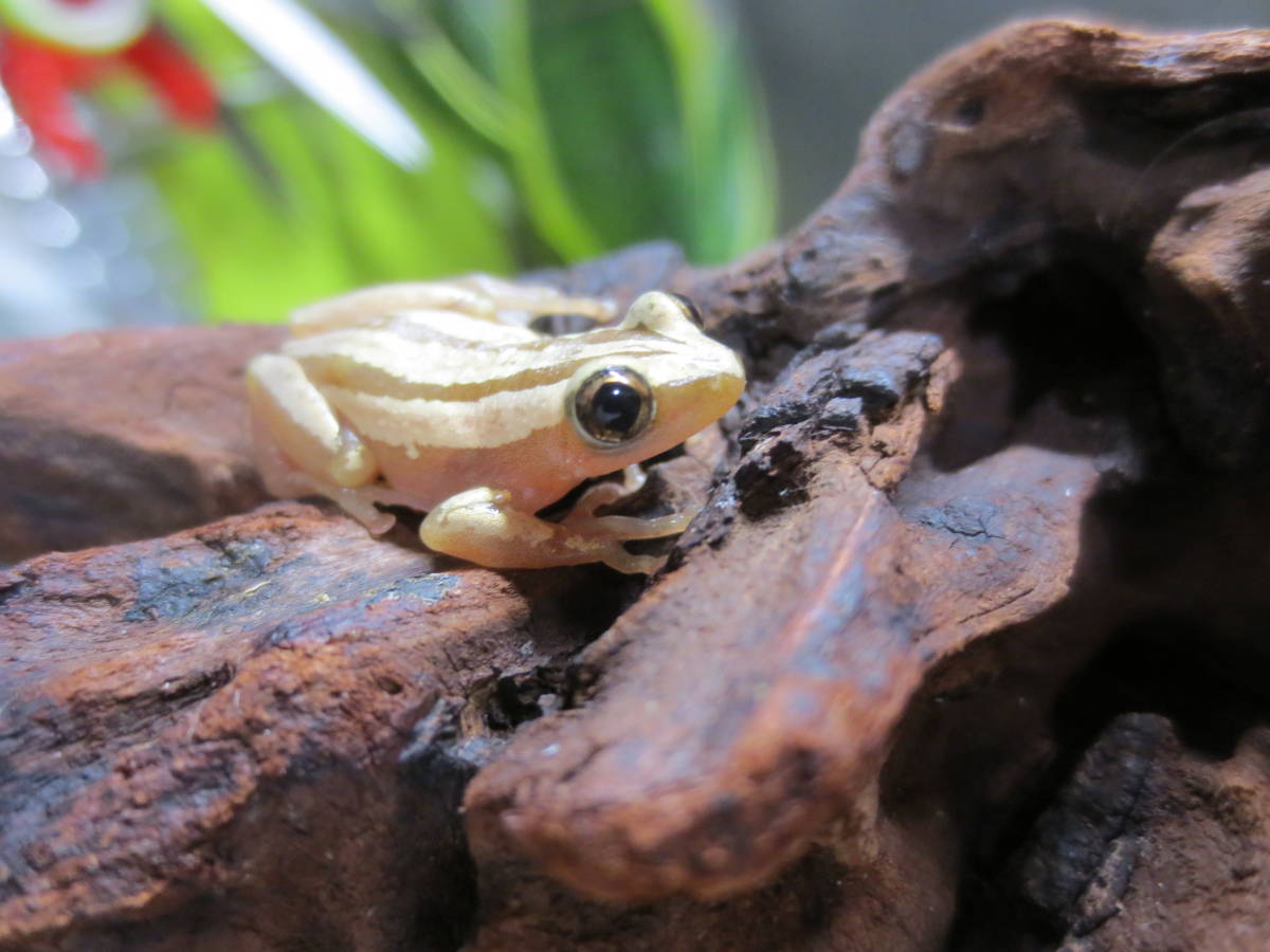 カワ イイ 厳選個体 極美 クサガエル ストライプ 2 5 アフリカの小さくて綺麗 可愛いカエルちゃん 蛙 かわいい カエル 売買されたオークション情報 Yahooの商品情報をアーカイブ公開 オークファン Aucfan Com