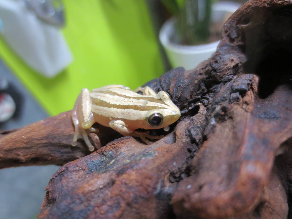 カワ イイ 厳選個体 極美 クサガエル ストライプ 2 5 アフリカの小さくて綺麗 可愛いカエルちゃん 蛙 かわいい カエル 売買されたオークション情報 Yahooの商品情報をアーカイブ公開 オークファン Aucfan Com