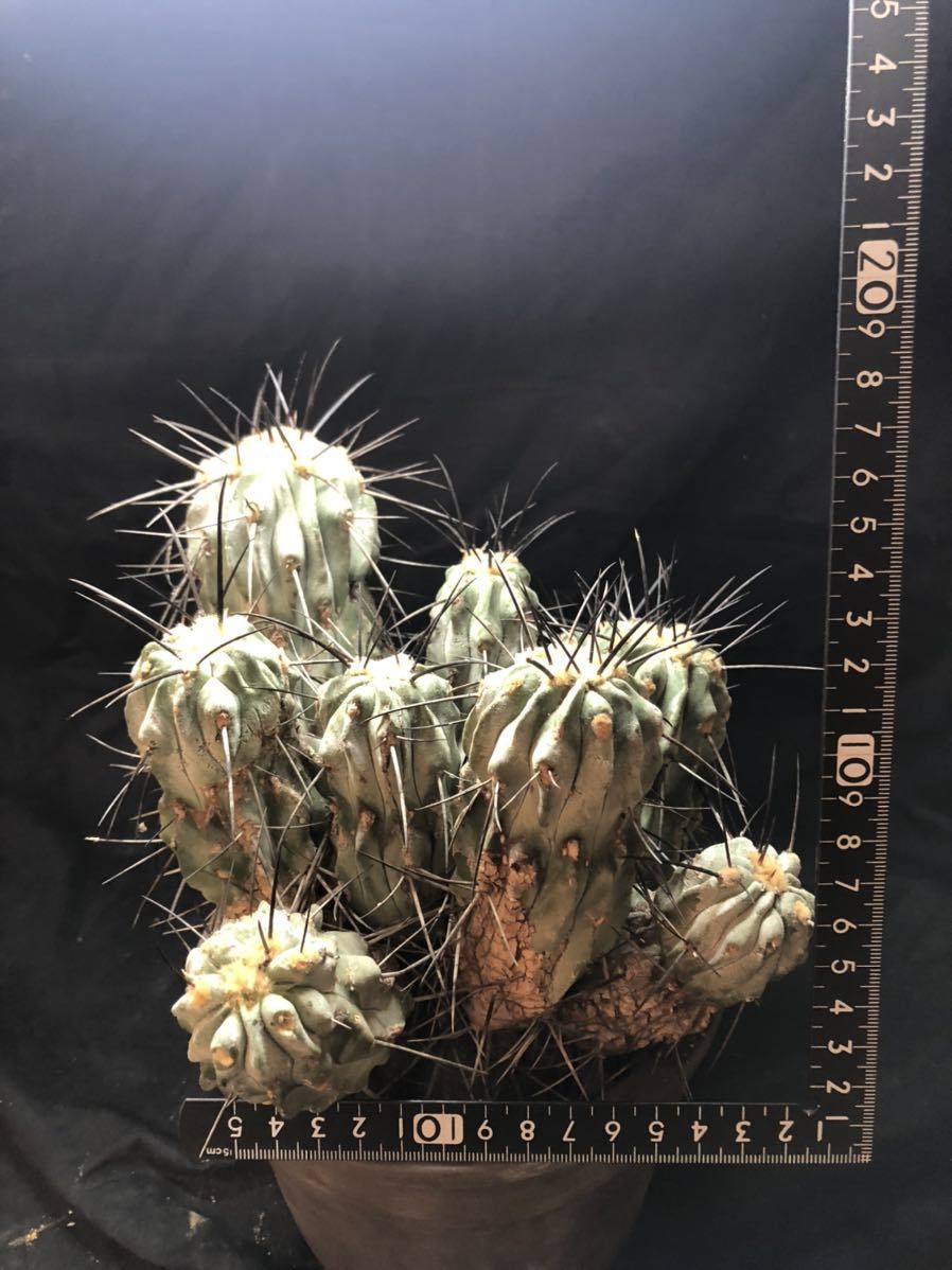 コピアポア 黒士冠 | Copiapoa – サボテン デアルバータ 多肉植物 F421