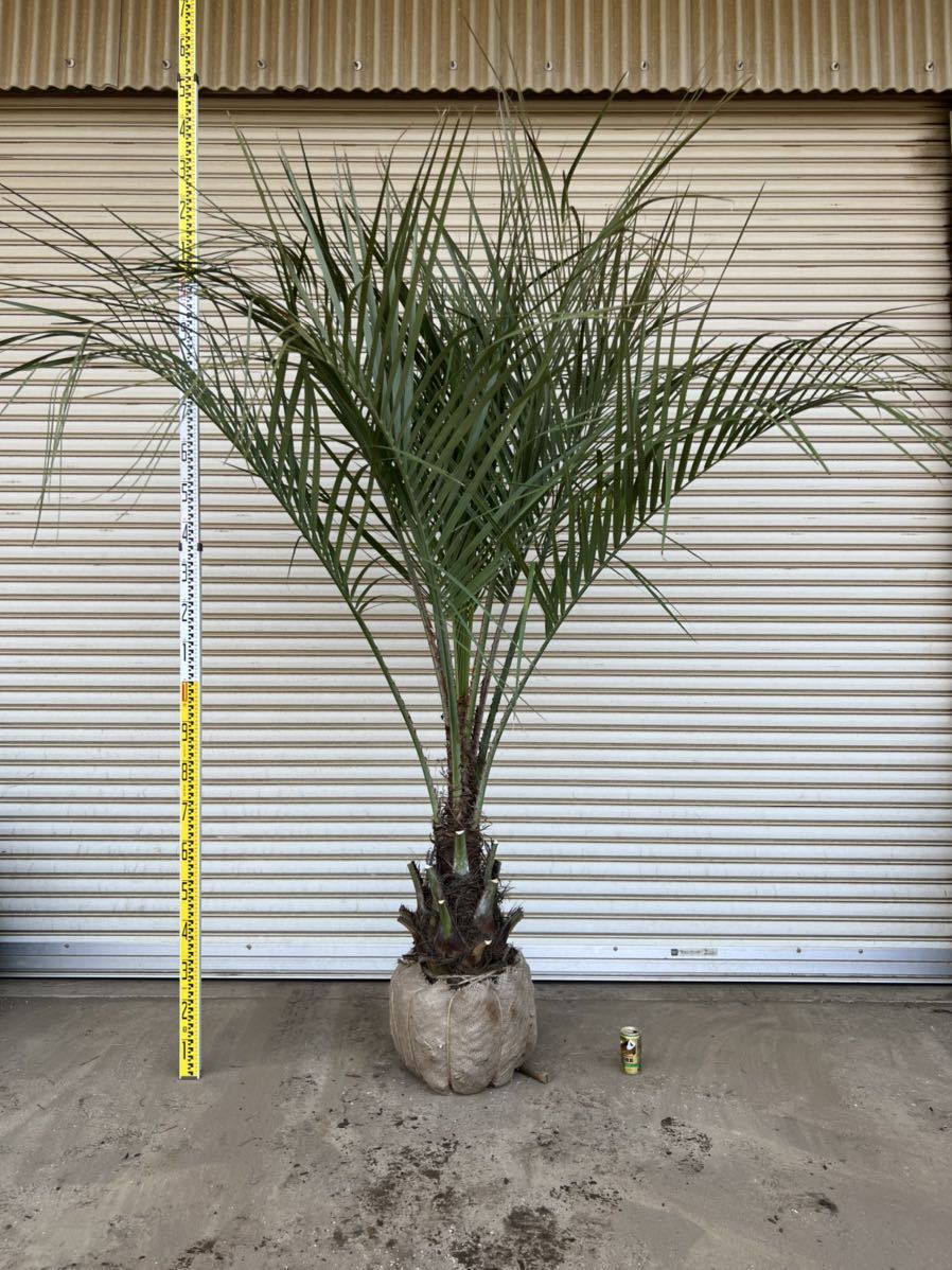 ココスヤシ 特大サイズ ヤシの木 ヤシ 庭木 植木 庭 シンボルツリー ガーデニング 鉢植え等に Ankitbadigar Com