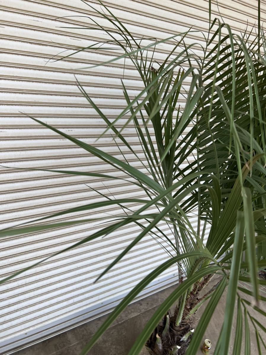 ココスヤシ 特大サイズ ヤシの木 ヤシ 庭木 植木 庭 シンボルツリー ガーデニング 鉢植え等に Ankitbadigar Com