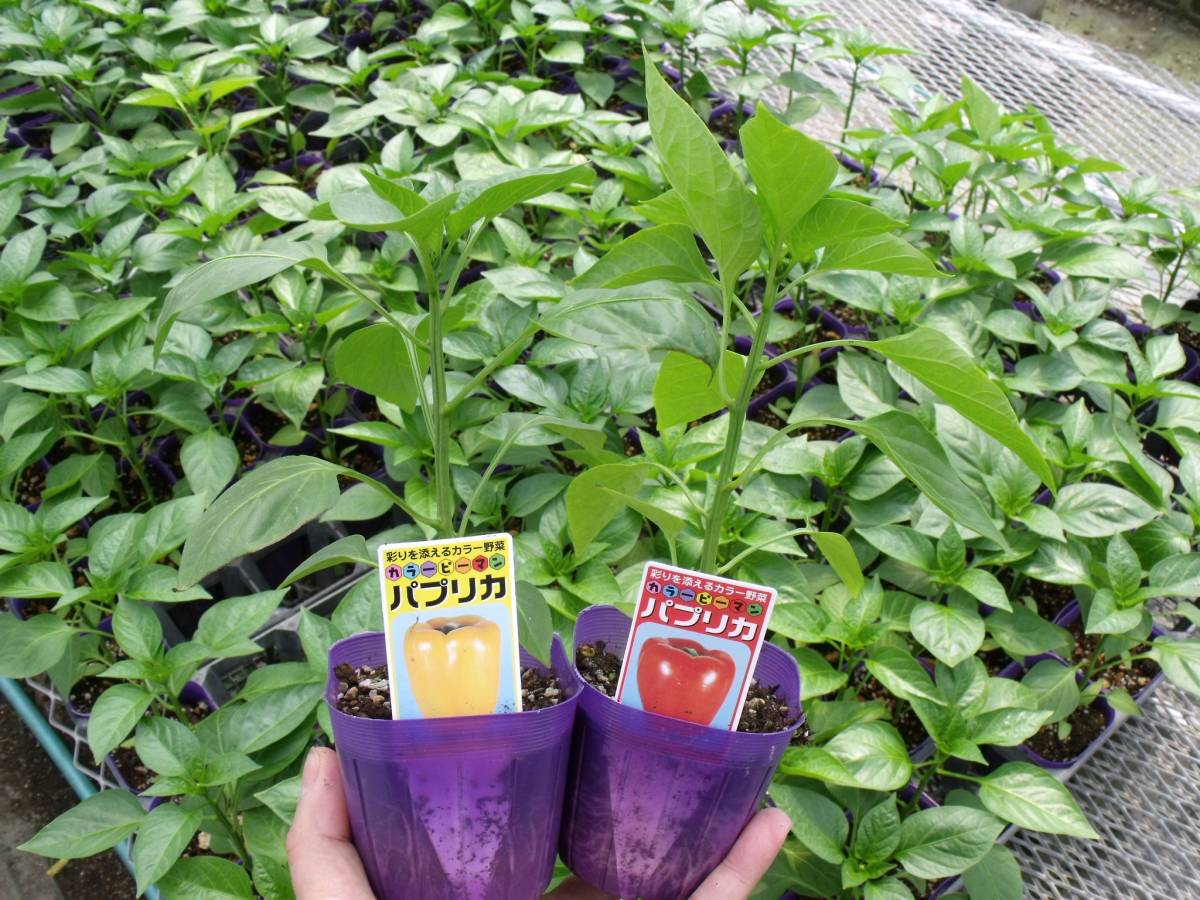 農園 カラーピーマン パプリカ２色 赤 黄 野菜苗 ２０ポット 苗 売買されたオークション情報 Yahooの商品情報をアーカイブ公開 オークファン Aucfan Com