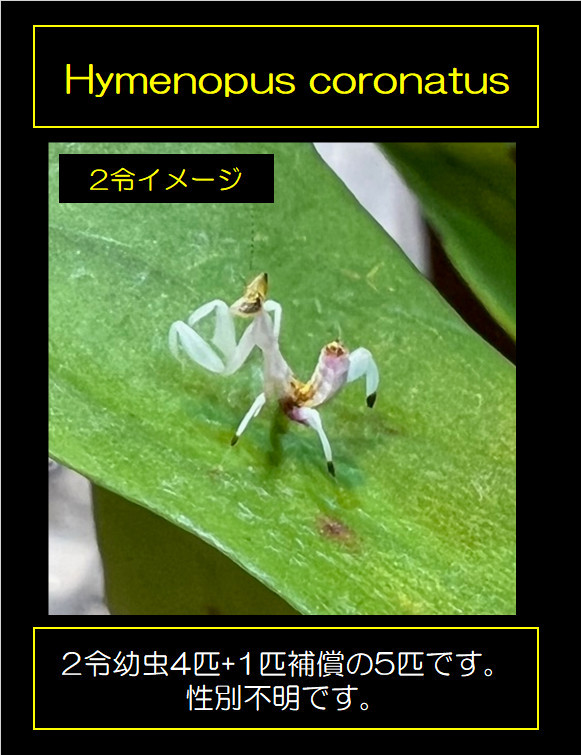 【最新作，2026】 Hymenopus coronatus ハナカマキリ 2令幼虫4匹+補償1匹 管理NO.HC20220310(その他)｜売買されたオークション情報、yahooの商品情報をアーカイブ公開 - オークファン その他