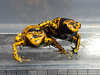 キオビヤドクガエル ”ファインスポット” EU便F1 3匹セット